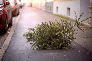Tatilden sonra akşam saatlerinde kaldırıma atılmış Noel ağacı..