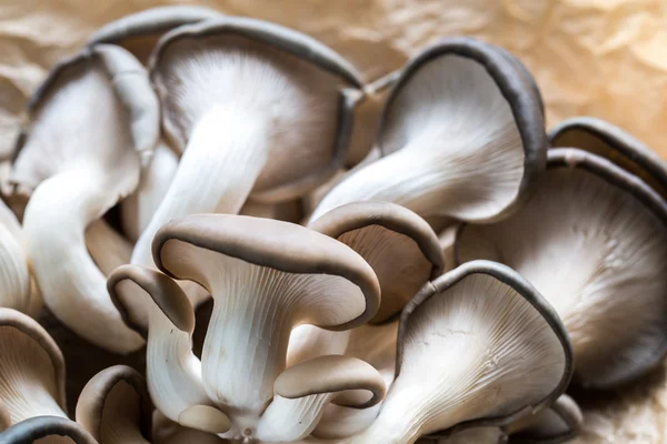 Bunch of oyster mushrooms — Stock Photo, Image