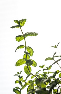 Nane fışkın yakın çekim