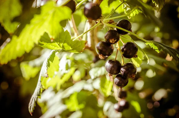 Bunch of black currant — Stock Photo, Image