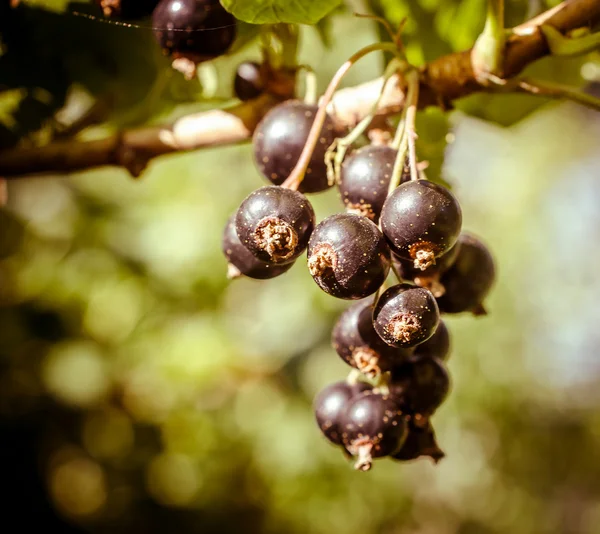 Bunch of black currant — Stock Photo, Image