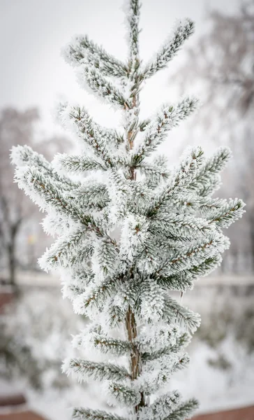 Árbol escarchado — Foto de Stock