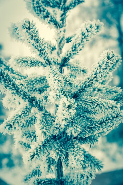 Buzlu cam ağacı — Stok fotoğraf