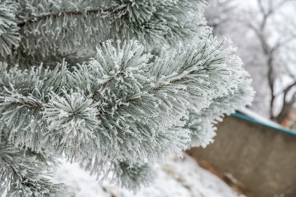 Árbol Esmerilado Cerca — Foto de Stock