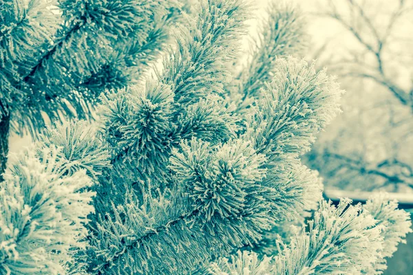 Árbol escarchado — Foto de Stock