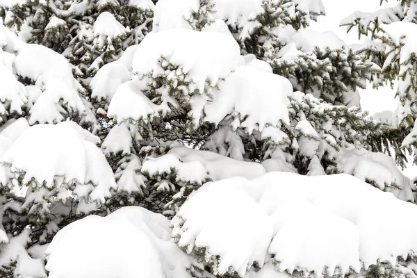 Nieve en el árbol — Foto de Stock