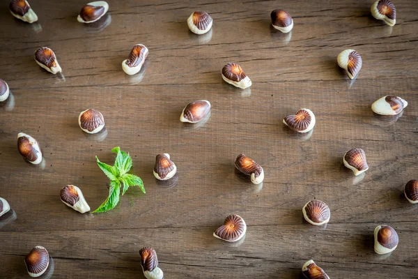 Seashells chocolates — Stock Photo, Image