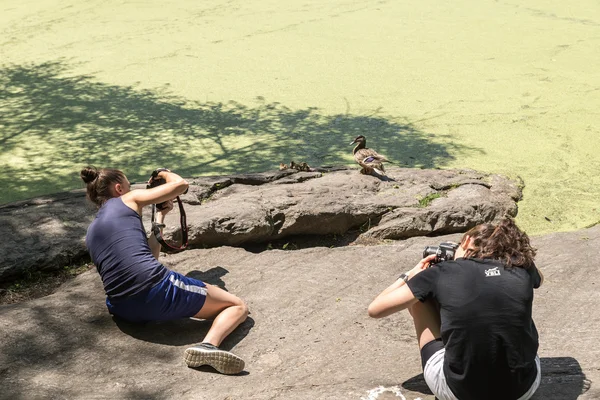 Turtle Pond in Central park in New York — Stock Photo, Image