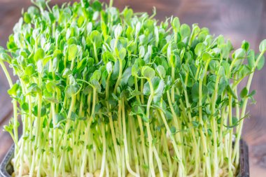 Taze taze bezelye filizleri canlılık ile ışıldar, yapraklar sıcak bir ahşap zemin üzerinde parlar.