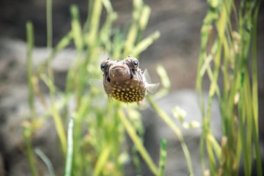 Puffer fish clipart