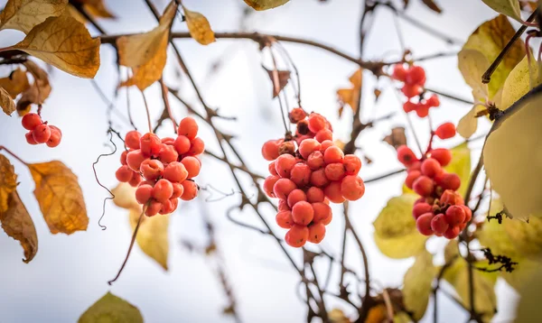 Gren av kinesiska magnolia rankan bär — Stockfoto