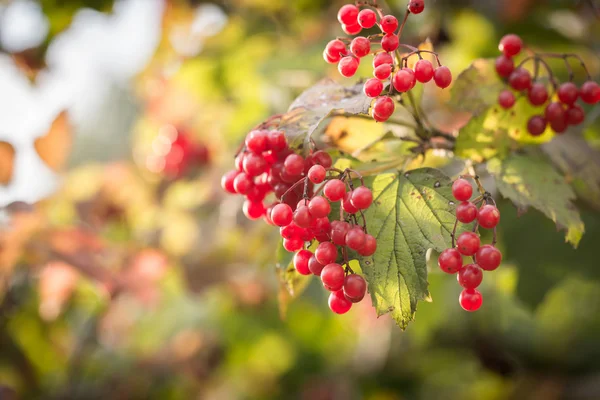 Rama de bayas de viburnum — Foto de Stock