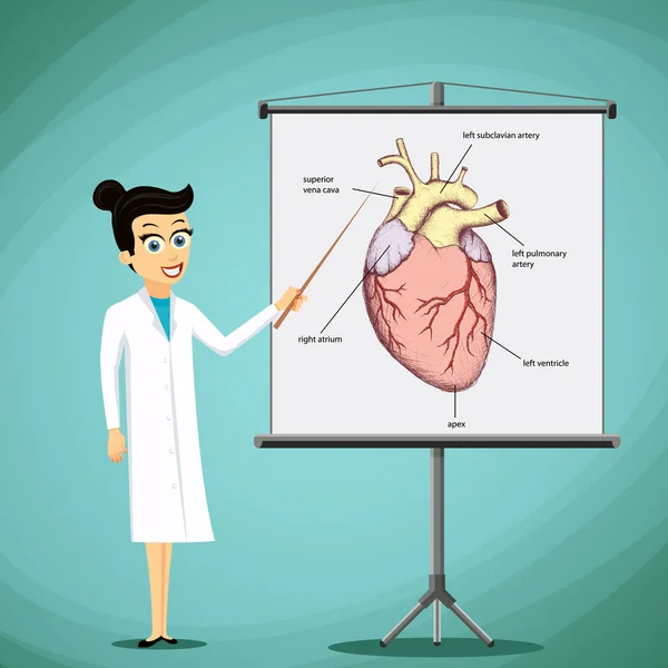 Der Arzt zeigt auf einer Tafel ein Bild mit einem menschlichen Herzen. Organspende — Stockvektor