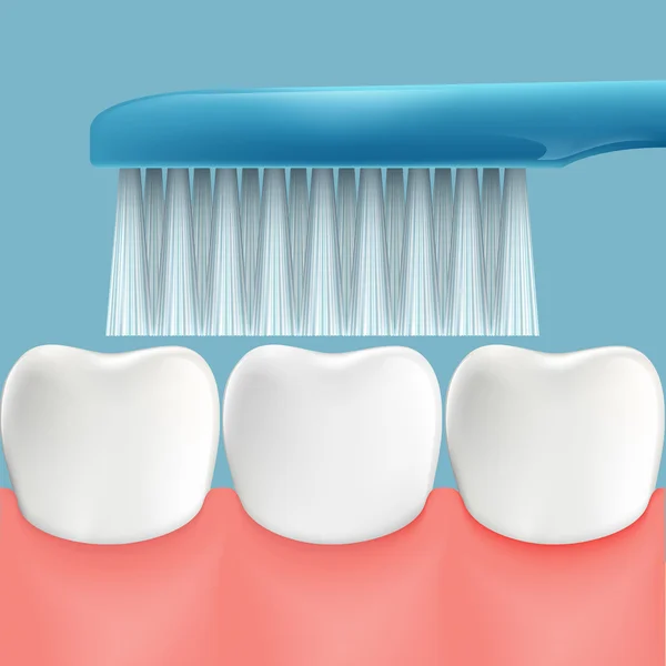 Human teeth and toothbrush — Stock Vector