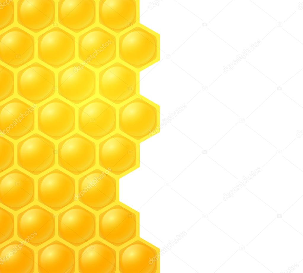 honey bee on white background