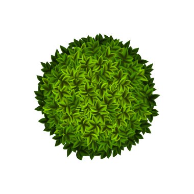 yuvarlak yeşil çalı