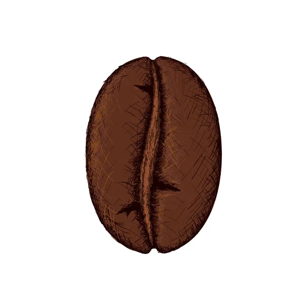 Coffee bean. Stock Illustratie. — Stockvector