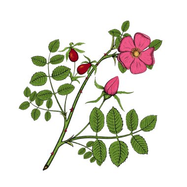 Plant briar. Flower and fruit clipart