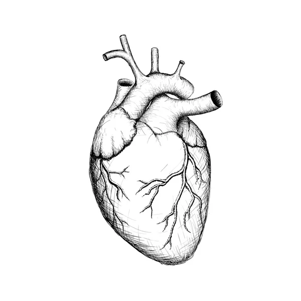 Corazón humano. Órganos internos. Anatomía — Vector de stock