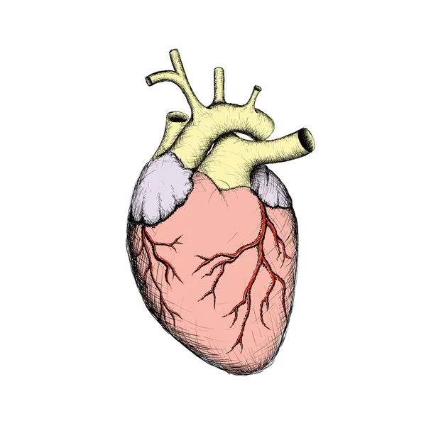 Ανθρώπινη καρδιά. Εσωτερικά όργανα. Ανατομία — Διανυσματικό Αρχείο