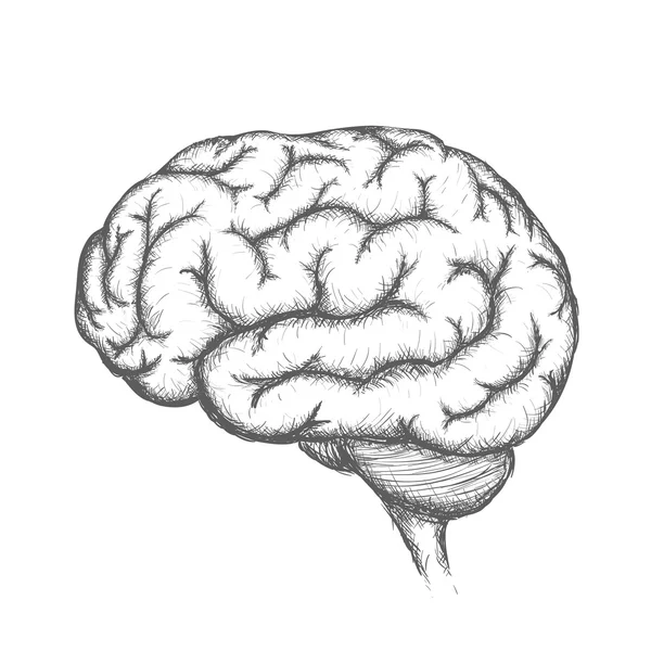 人类的大脑。解剖器官 — 图库矢量图片