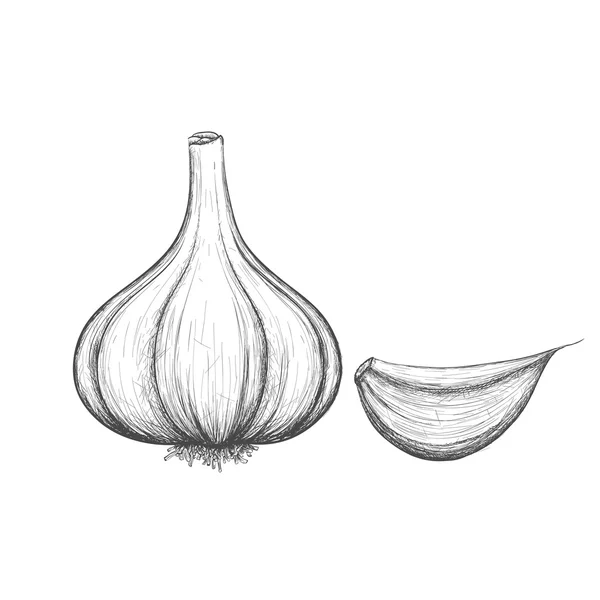 Gemüseknoblauch. Aktienillustration. — Stockvektor