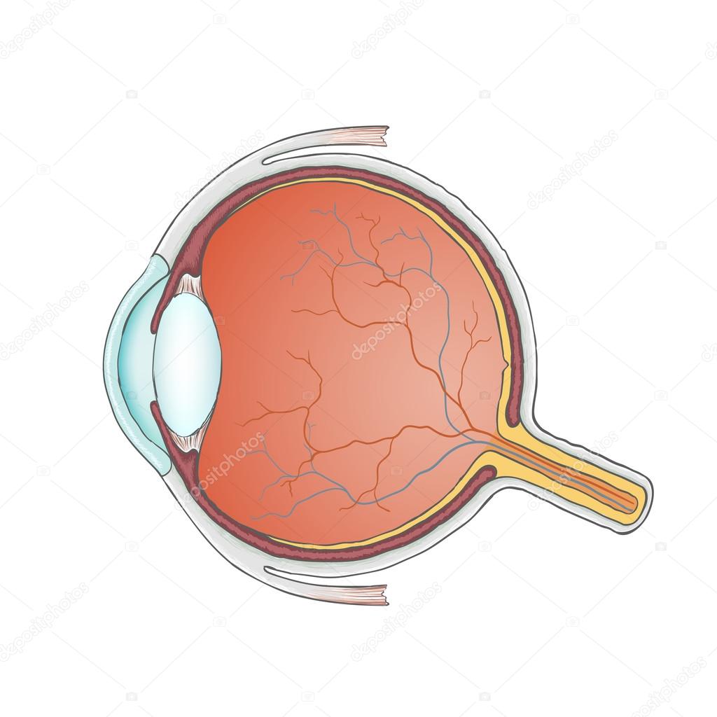 Human eye. Anatomy. Structure of eyeball