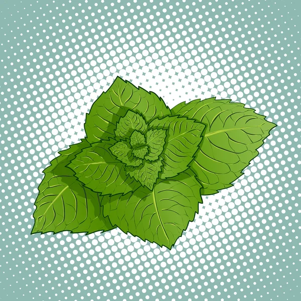 Menta levelek. Gyógyhatású növény. — Stock Vector
