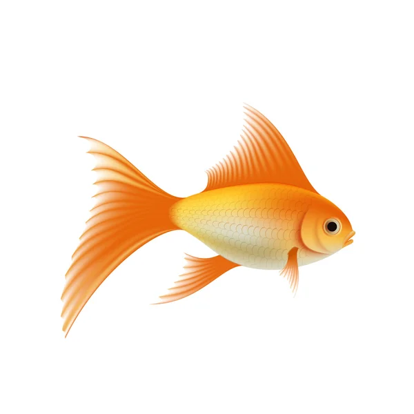 Acuario de oro pescado — Vector de stock