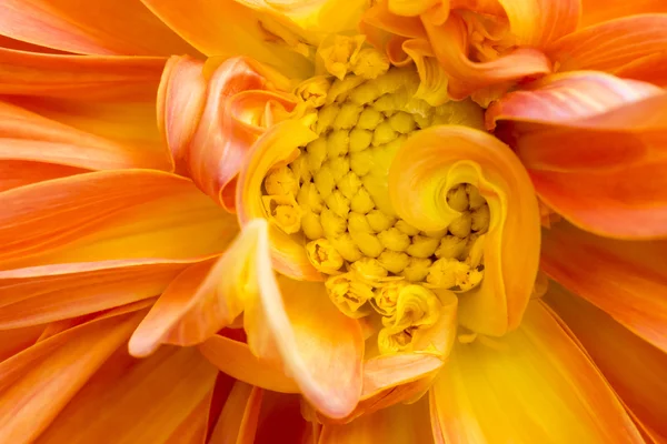 아름 다운 오렌지 국화의 클로즈업 이미지 — 스톡 사진