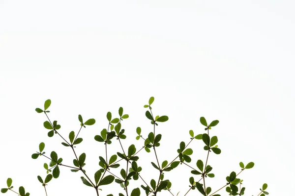 Black afara, Framire (Terminalia ivorensis)
