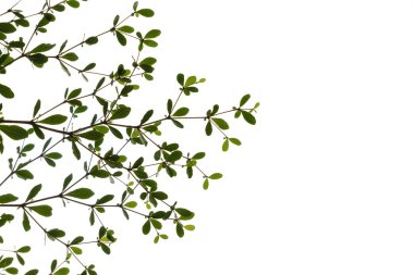 Beyaz arka planda siyah afara