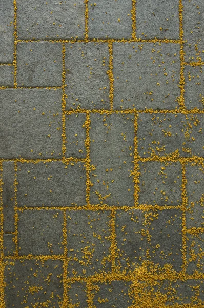 Eski beton zemin Çiçek bahçesinde.