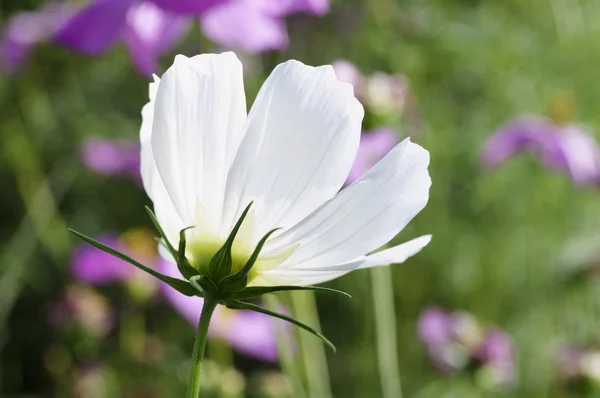 Cosmos çiçekler sabah 