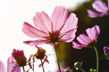 Cosmos çiçekler sabah. 