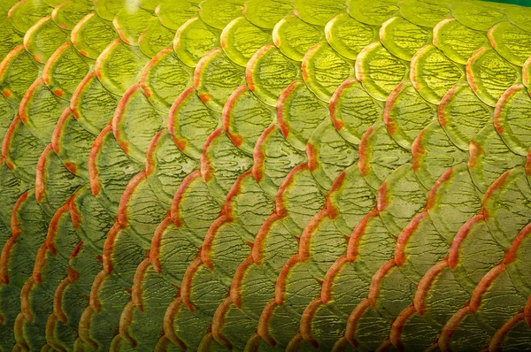 Arowana ölçek