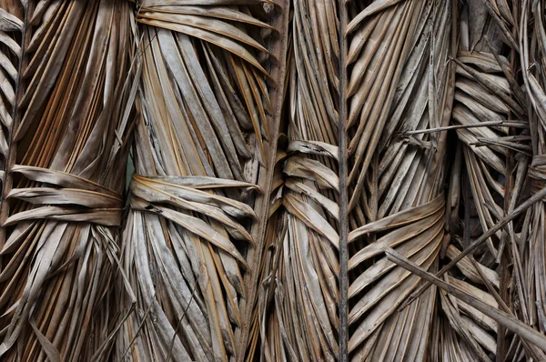 Сухие пальмы — стоковое фото