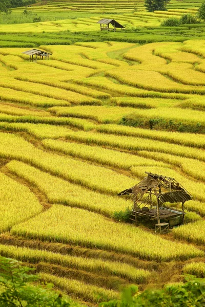 Arroz dourado arquivado em dia chuvoso — Fotografia de Stock