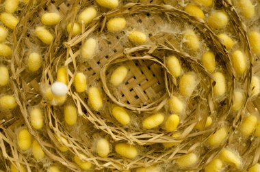 İpekböceği koza Nestf