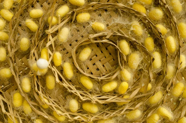 Nido de capullos de gusano de seda — Foto de Stock