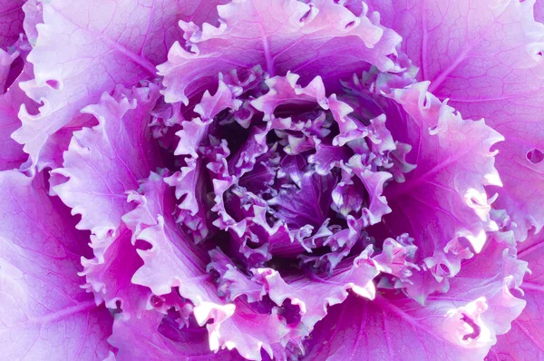 Head of Ornamental Kale — Stock Photo, Image