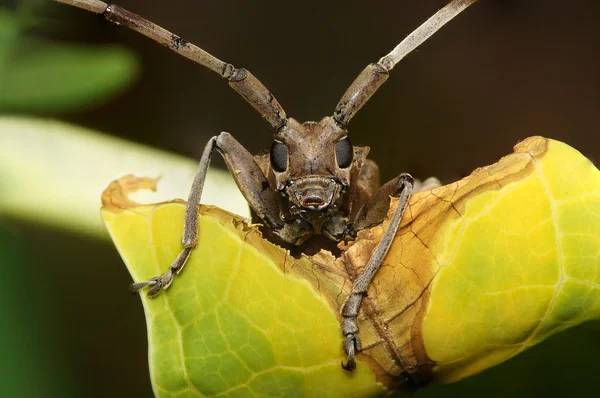 Borkenkäfer (batocera rufomaculata)) — Stockfoto