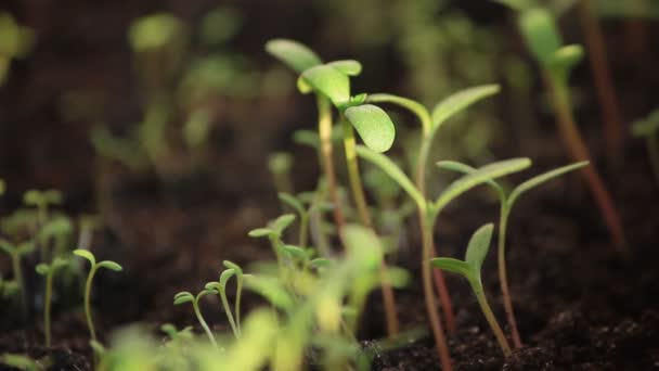 Primer plano riego casa flores verde brotes frescos en el suelo — Vídeos de Stock