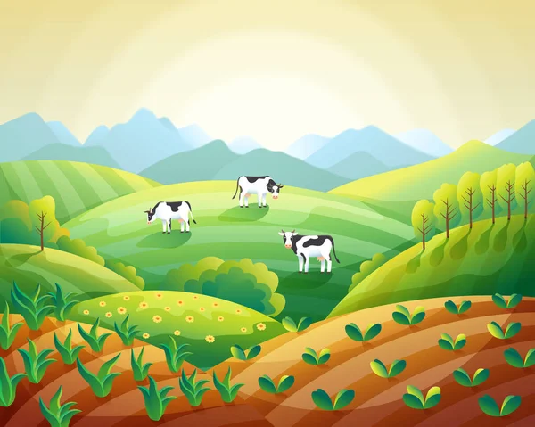 Colorido paisaje de verano granja, el amanecer cielo despejado con vacas en el campo y los campos con los cultivos emergentes vector — Vector de stock