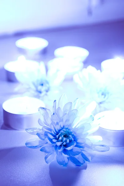Flor azul y velas de té —  Fotos de Stock