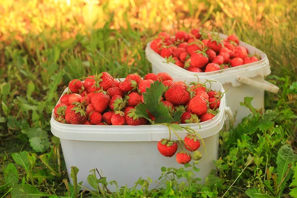 Maturi dolci fragole in cesto di plastica su un prato verde. All'aperto — Foto Stock