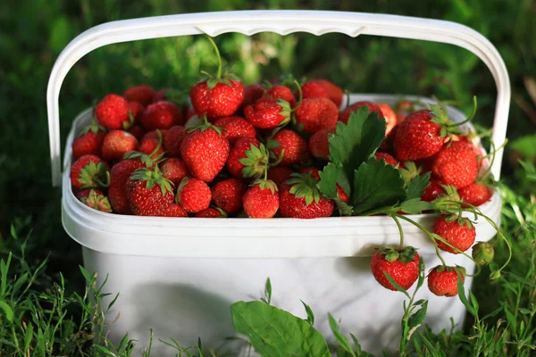 Ripe sweet strawberries in plastic basket on a green lawn. Outdoor — Stock Photo, Image