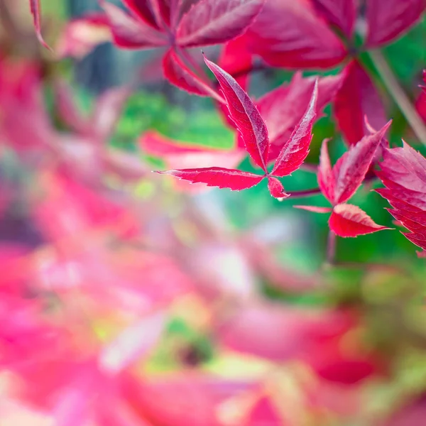 Feuilles rouges d'automne de vigne sauvage . — Photo