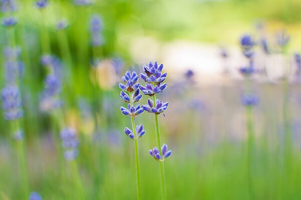 Beautiful Lavender flowers