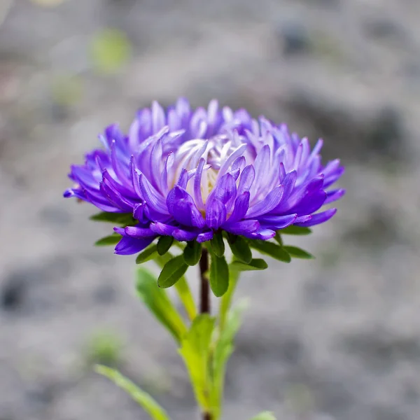 Violet Aster blooming in the garden — Stock Photo, Image